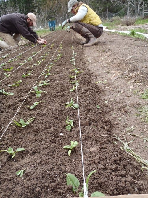 How To Prepare A Garden Bed The French Bio Intensive Method